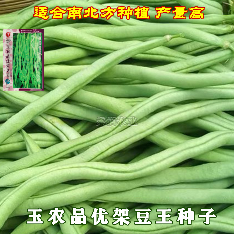 无筋架豆王种子泰国无筋豆种籽豆角长芸豆蔬菜四季豆青豆高产