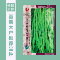 无筋架豆王种子泰国无筋豆种籽豆角长芸豆蔬菜四季豆青豆高产