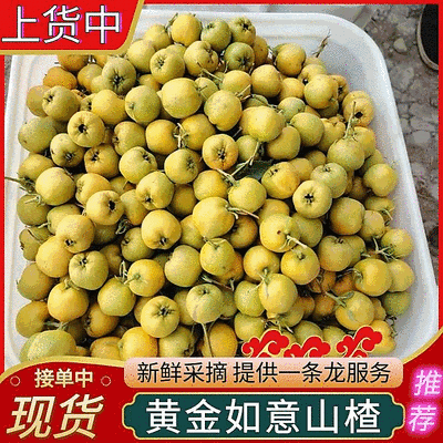 黄金豆山楂/黄金如意山楂/黄山楂/产地现摘/大量上货中