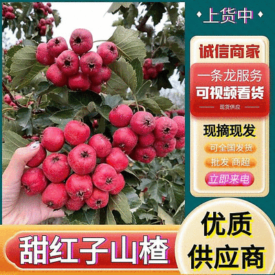 【甜红子山楂】山东新泰产地/现摘现发/规格齐全/大量上货