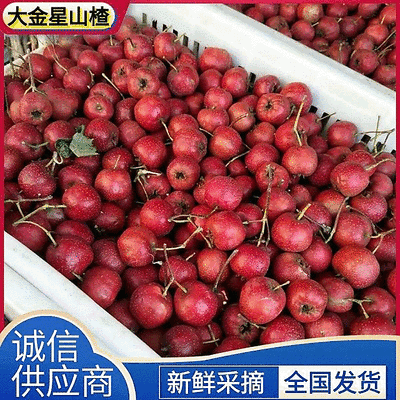 【大金星山楂】山东山楂/产地现摘现发/欢迎来电洽谈合作