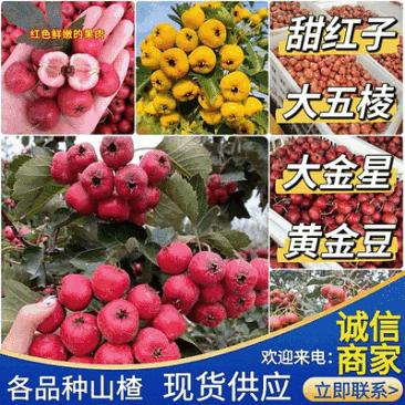 【现摘现发】甜红子/大五棱/大金星/黄金豆/规格品种齐全