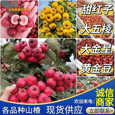 【现摘现发】甜红子/大五棱/大金星/黄金豆/规格品种齐全