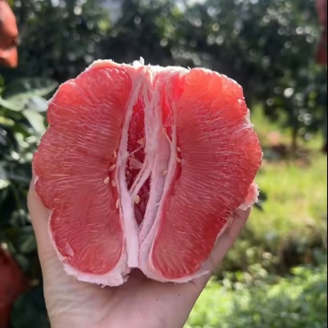 红心柚2蜜柚果肉多汁皮薄易剥价格合理要货联系