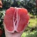 红心柚2蜜柚果肉多汁皮薄易剥价格合理要货联系