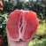 红心柚2蜜柚果肉多汁皮薄易剥价格合理要货联系