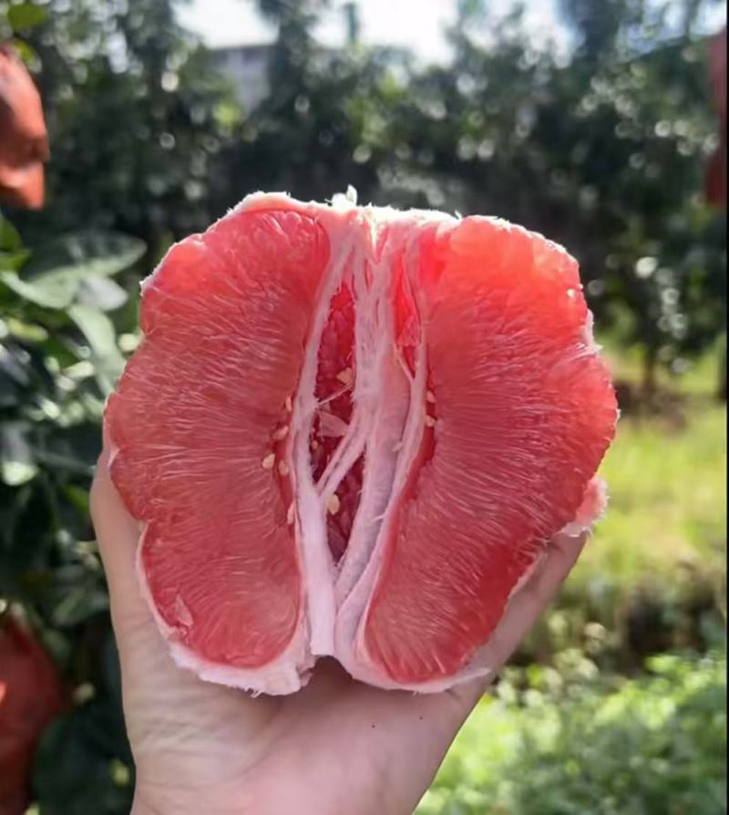 红心柚2蜜柚果肉多汁皮薄易剥价格合理要货联系
