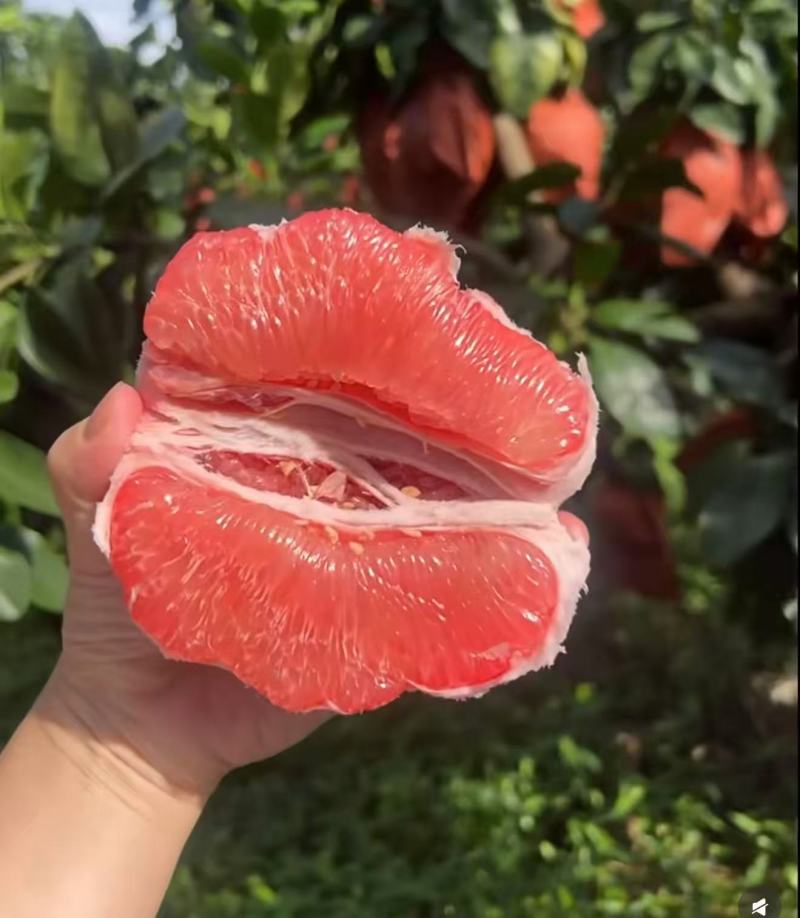 红心柚2蜜柚果肉多汁皮薄易剥价格合理要货联系