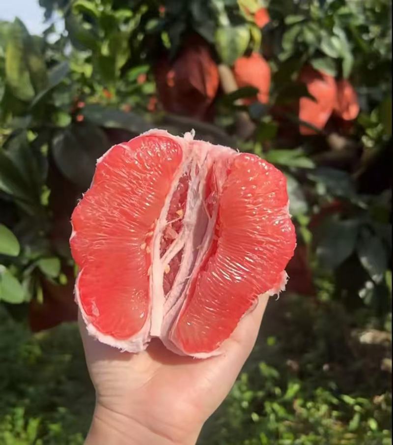 红心柚2蜜柚果肉多汁皮薄易剥价格合理要货联系