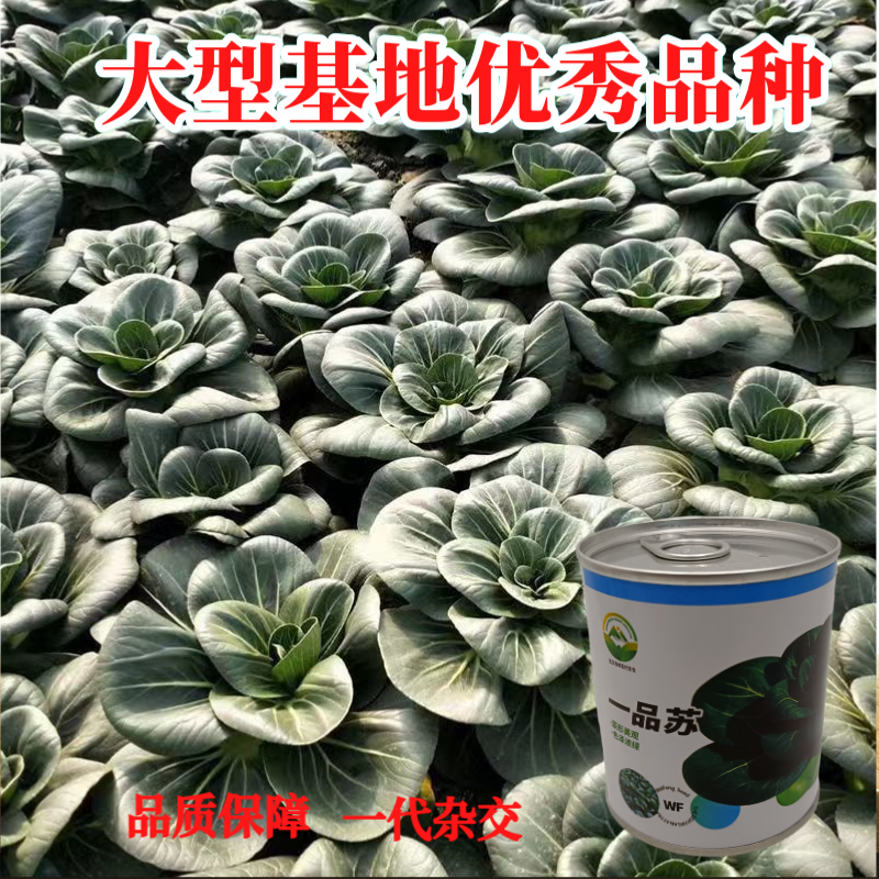 【一品苏】正品黑叶矮脚苏州青种子基地优选青梗菜耐储耐抽