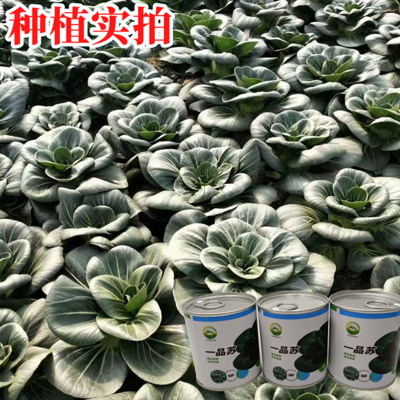 【一品苏】正品黑叶矮脚苏州青种子基地优选青梗菜耐储耐抽