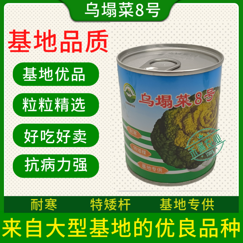 【正宗黄心】乌塌菜8号种子基地专用罐装耐寒奶油黄心乌塌