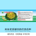 【正宗黄心】乌塌菜8号种子基地专用罐装耐寒奶油黄心乌塌