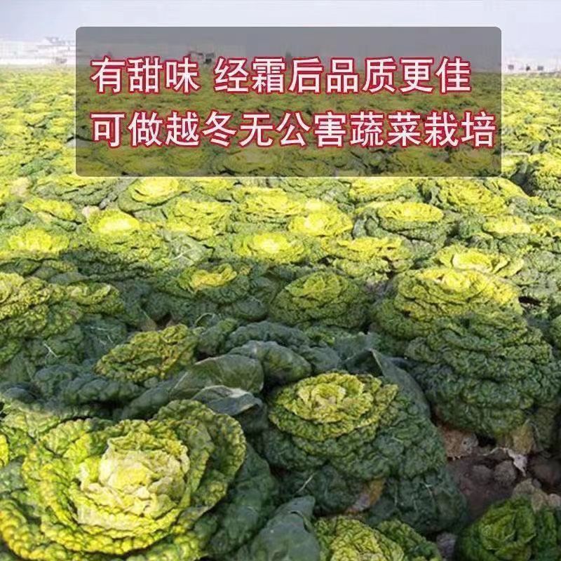 【正宗黄心】乌塌菜8号种子基地专用罐装耐寒奶油黄心乌塌