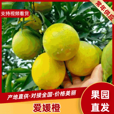【实力推荐】云南爱媛橙大量上市中产地直发可以视频看货