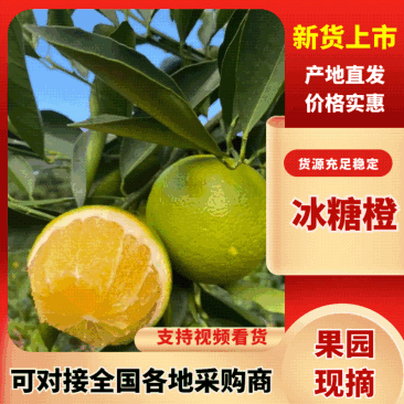 云南华宁冰糖橙产地果园直发现货供应欢迎咨询