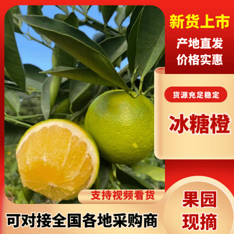 云南华宁冰糖橙产地果园直发现货供应欢迎咨询