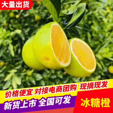 产地直供精品冰糖橙果园直发货源稳定可视频看货