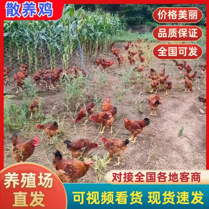 黑龙江省牡丹江市农村散养大公鸡，土鸡大量接单产地直发
