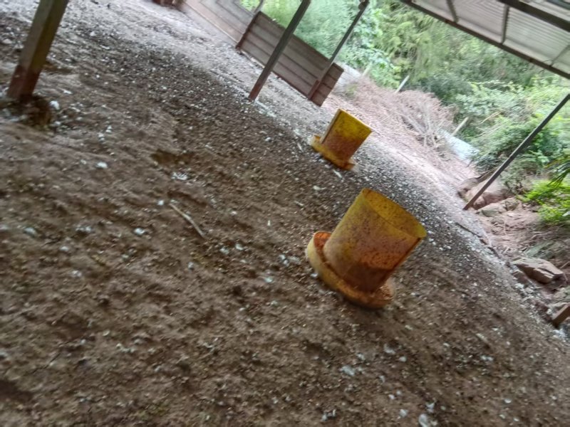 纯粮食鲜鹅蛋大鹅蛋营养丰富价格实惠基地直发