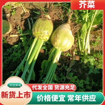 芥菜疙瘩