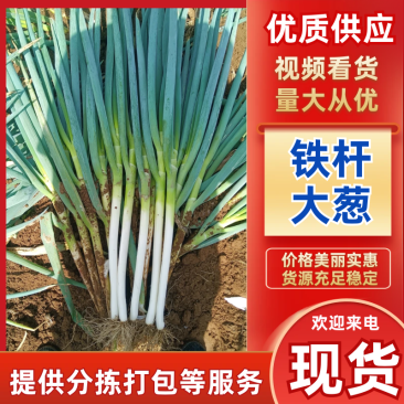 忻州铁杆大葱上市有需要联系，批发市场大量供应