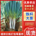 【精品】铁杆大葱/大量上市/一手货源/质量保证/看货定价