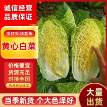 黄心白菜，品种北京3号大量上市价格不高质量好