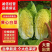 黄心白菜，品种北京3号大量上市价格不高质量好
