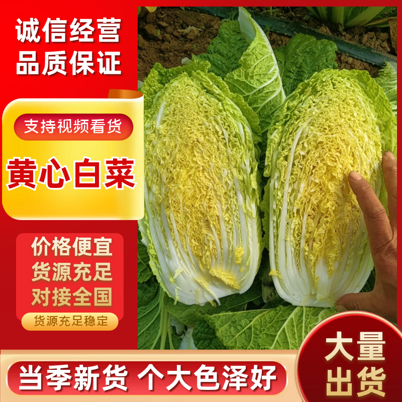 黄心白菜，品种北京3号大量上市价格不高质量好