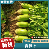 萝卜大量上市有需要赶紧联系质量没有问题。