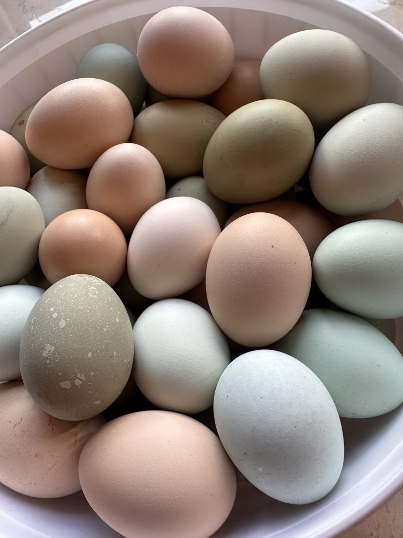 土鸡蛋精品土鸡蛋河北产区纯山上散养的鸡蛋欢迎采购