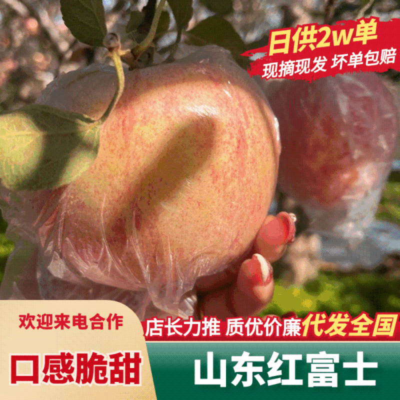 【山东红富士】沂源苹果/红富士苹果/一件代发日供应2万单