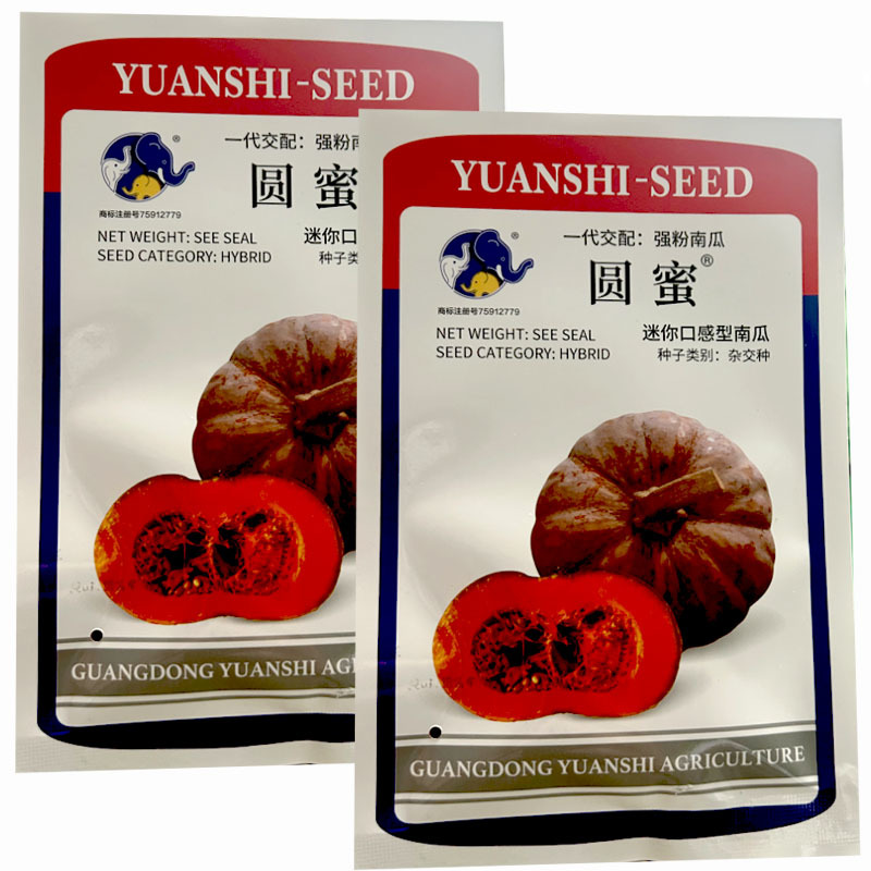 圆蜜迷你口感型南瓜种子早熟强粉南瓜肉厚心室小基地南瓜