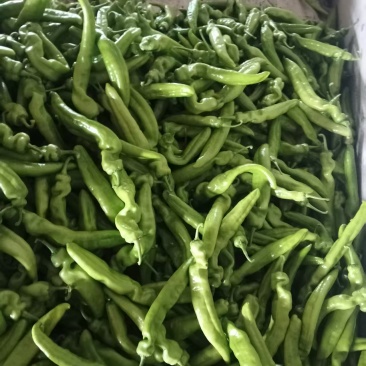 山东尖椒鲜辣椒规格齐全，量大价优，可视频看货代发全国客商