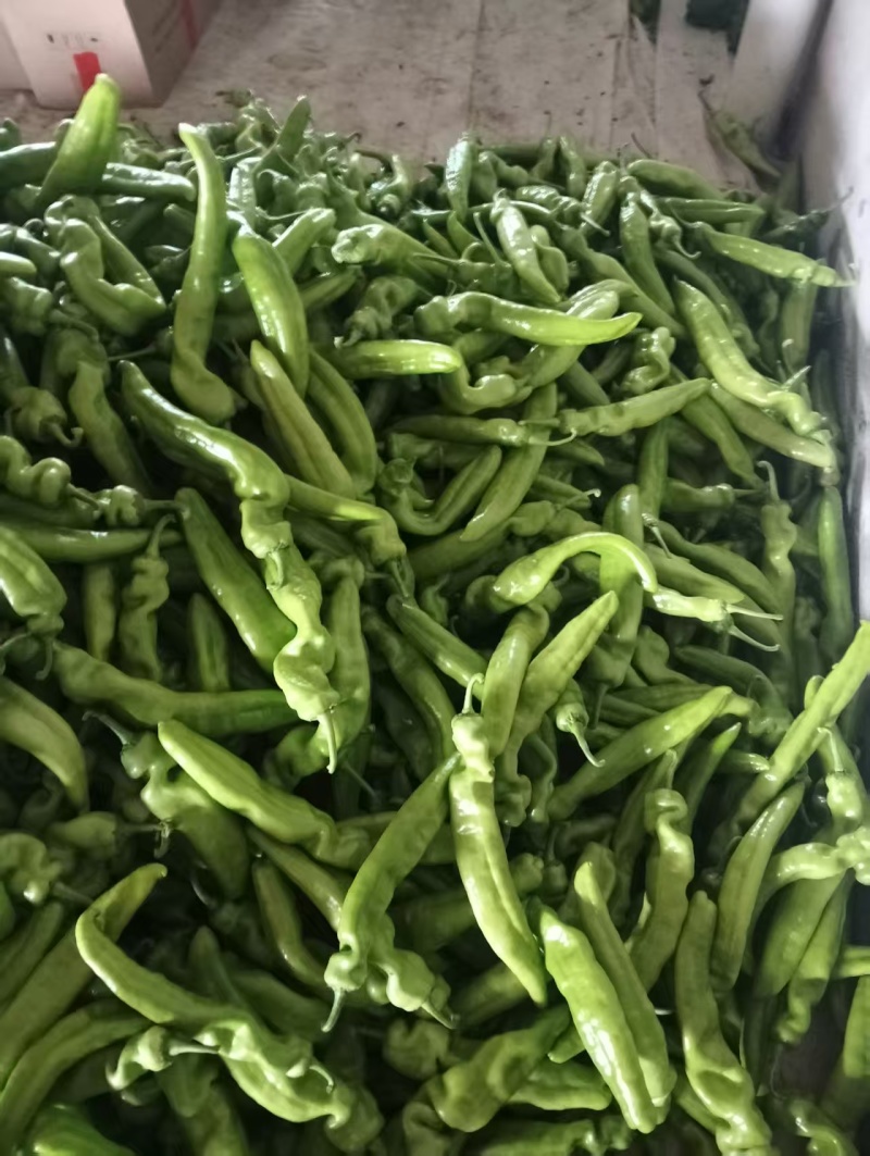 山东尖椒鲜辣椒规格齐全，量大价优，可视频看货代发全国客商