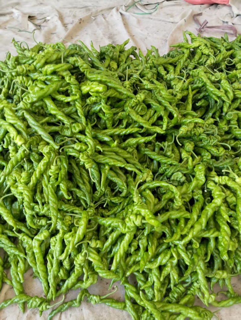山东鲜辣椒螺丝椒，品类齐全大量现货供应，发电商市场批发商