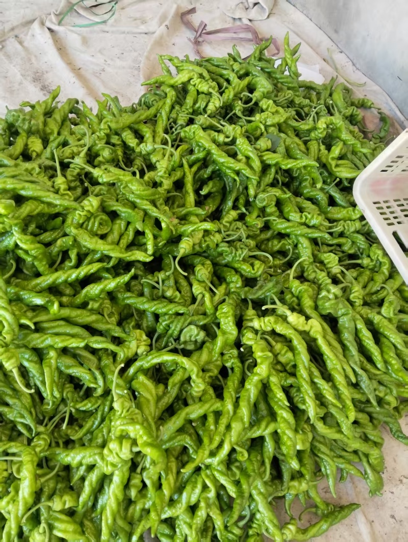 山东鲜辣椒螺丝椒，品类齐全大量现货供应，发电商市场批发商