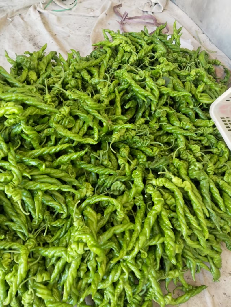 山东鲜辣椒螺丝椒，品类齐全大量现货供应，发电商市场批发商