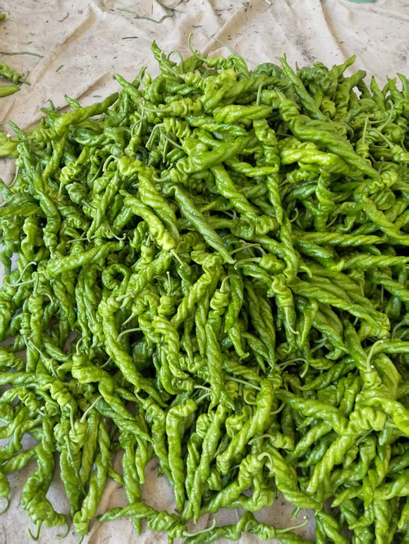 山东鲜辣椒螺丝椒，品类齐全大量现货供应，发电商市场批发商