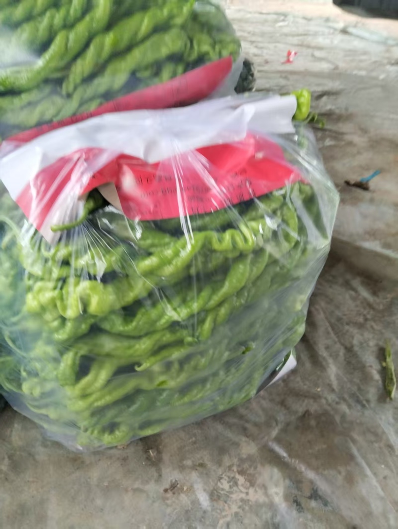 山东鲜辣椒螺丝椒，品类齐全大量现货供应，发电商市场批发商