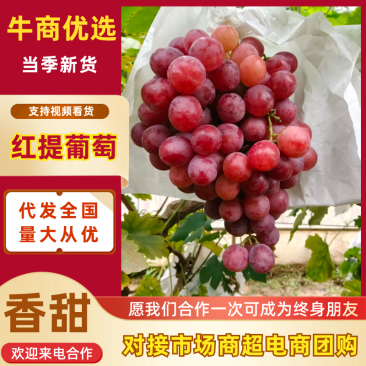 红提葡萄，货源充足，供货稳定，可视频看货采购