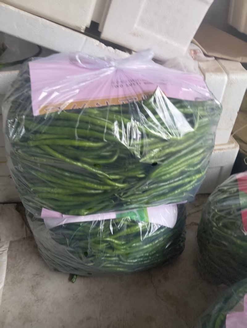 线椒山东鲜辣椒产地一手货源，品质保证，代发全国可视频看货