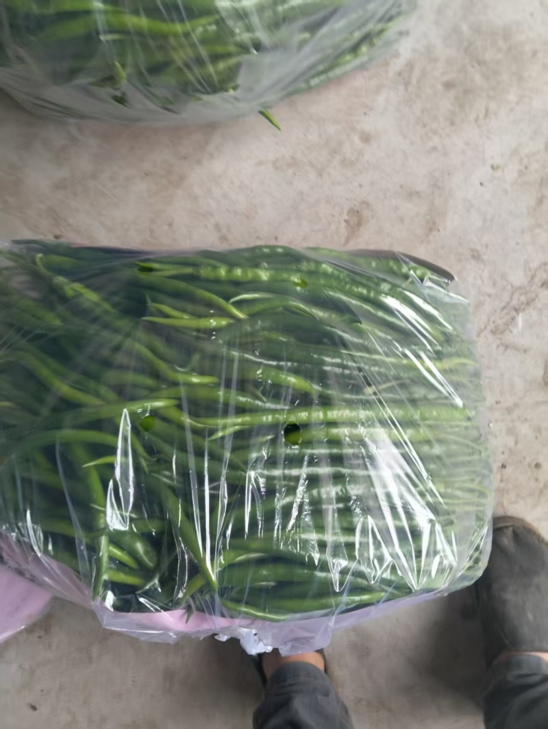线椒山东鲜辣椒产地一手货源，品质保证，代发全国可视频看货