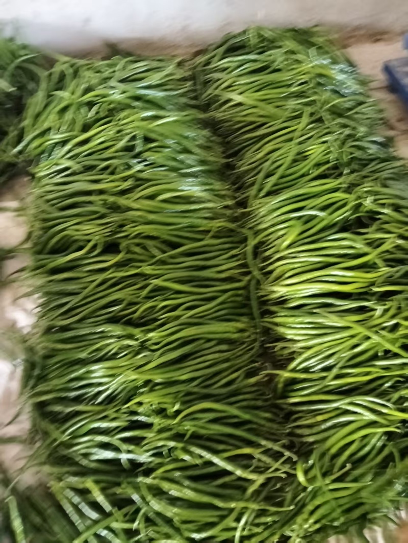线椒山东鲜辣椒产地一手货源，品质保证，代发全国可视频看货