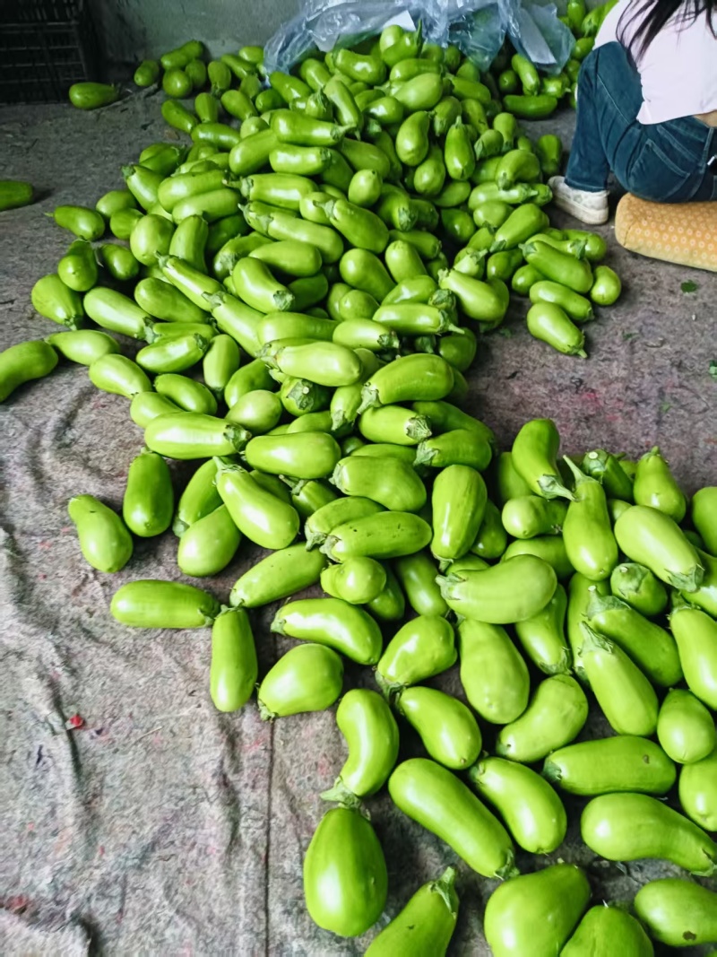 青茄，当季现货新鲜现摘，产地直发品质保证，量大从优！
