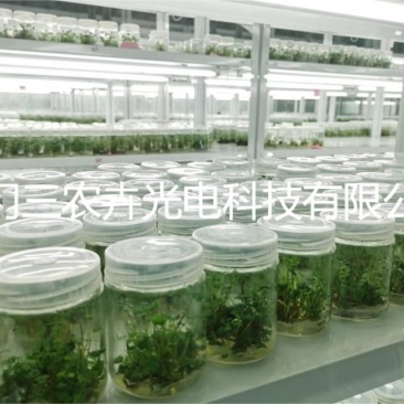 90cm-草莓育苗组培灯