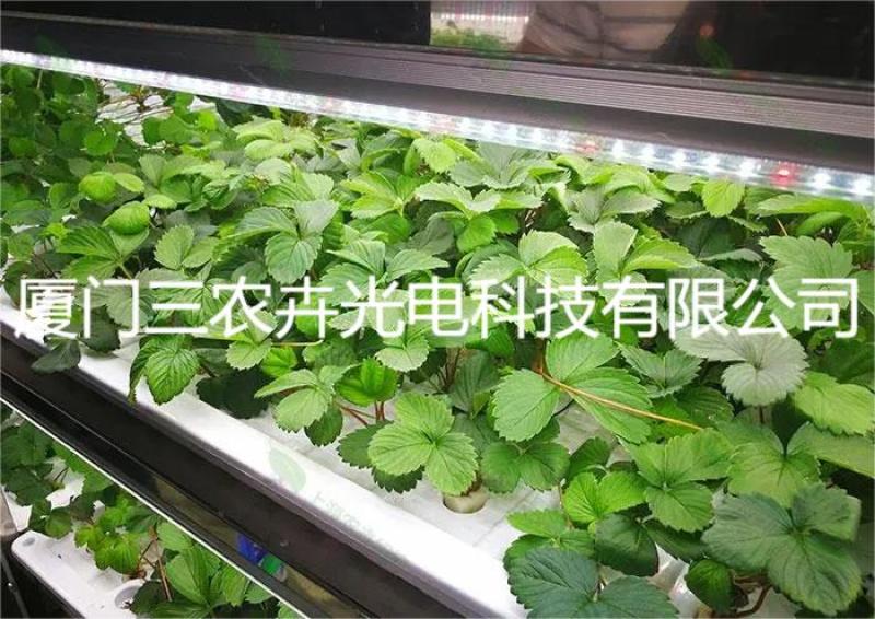 90cm-草莓育苗组培灯