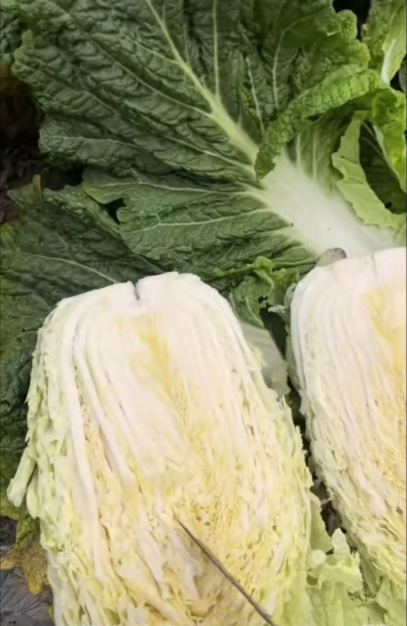 内蒙黄心白菜新鲜上市价格美丽对接全国欢迎采购量大从优