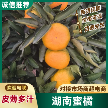 【精选】湖南常德澧县蜜橘自家果园现摘现发欢迎来电咨询